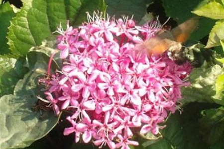 臭牡丹的养殖方法和注意些什么