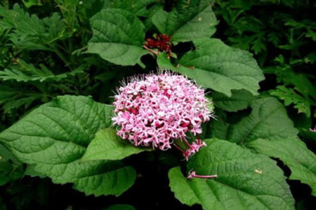 臭牡丹的养殖方法和注意些什么