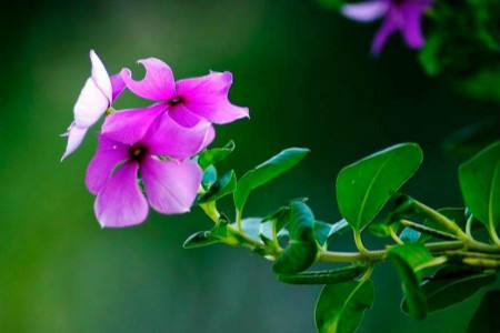 春天要修剪长春花吗