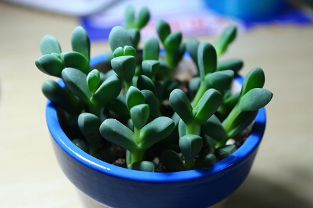 鹿角海棠的养殖方法和注意些什么大全