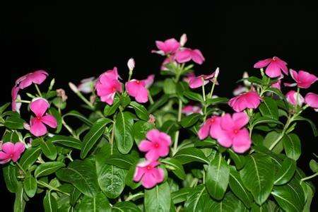 春天要修剪长春花吗