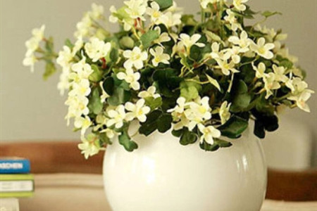 贝壳花的养殖方法和注意些什么