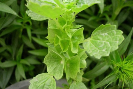 贝壳花的养殖方法和注意些什么