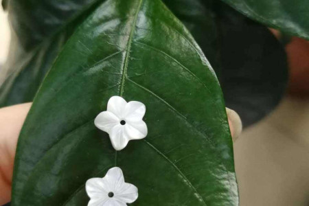 贝壳花的养殖方法和注意些什么