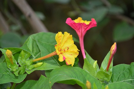 紫茉莉的养殖方法和注意些什么大全