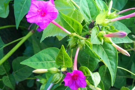 紫茉莉的养殖方法和注意些什么大全