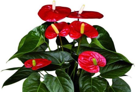 红掌叶子能喷啤酒吗