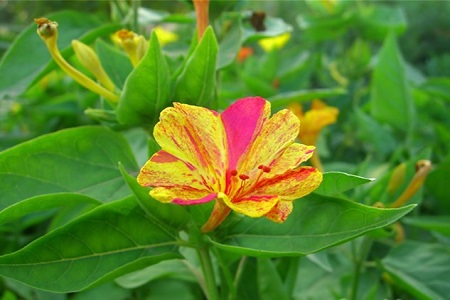 紫茉莉的养殖方法和注意些什么大全