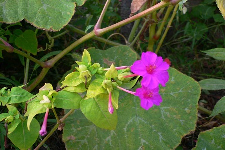 紫茉莉的养殖方法和注意些什么大全