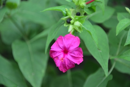 紫茉莉的养殖方法和注意些什么大全