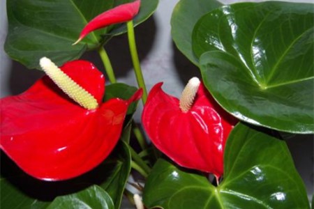 红掌叶子能喷啤酒吗