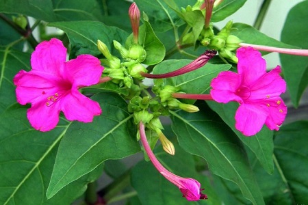 紫茉莉的养殖方法和注意些什么大全