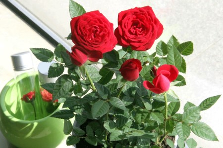 玫瑰适合室内养吗（附室内养法）