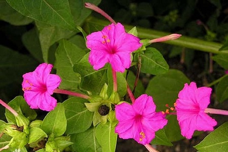 紫茉莉的养殖方法和注意些什么大全