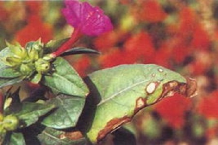 紫茉莉的养殖方法和注意些什么大全