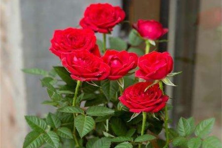 玫瑰适合室内养吗（附室内养法）