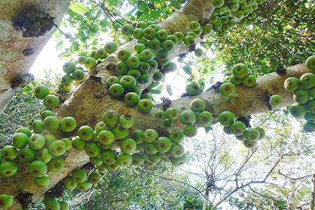 无花果的养殖方法和注意些什么大全