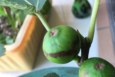 无花果的养殖方法和注意些什么大全