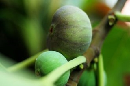 无花果的养殖方法和注意些什么大全