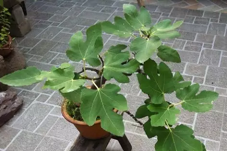无花果的养殖方法和注意些什么大全