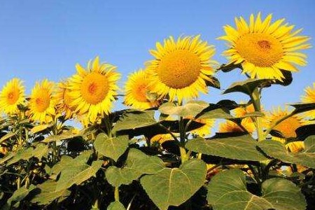 向日葵为什么向着太阳开，可以一直向着太阳开吗？