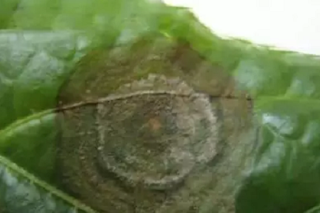 无花果的养殖方法和注意些什么大全