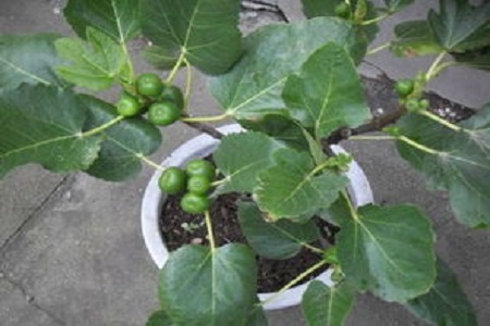 无花果的养殖方法和注意些什么大全