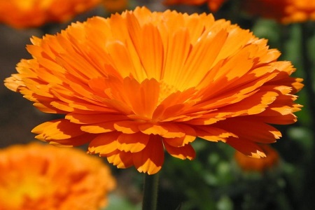 金盏菊的养殖方法和注意些什么大全