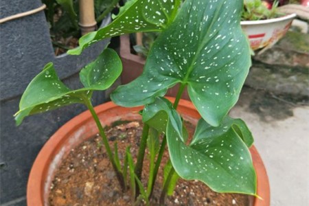 马蹄莲春天换盆能活吗