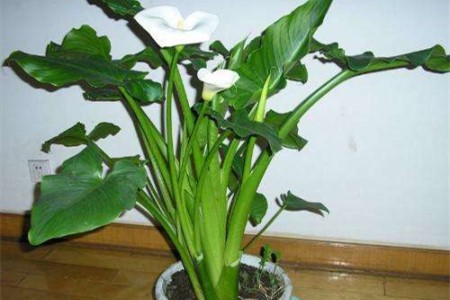 马蹄莲春天换盆能活吗