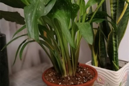 马蹄莲春天换盆能活吗