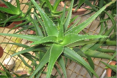 不夜城的养殖方法和注意些什么大全