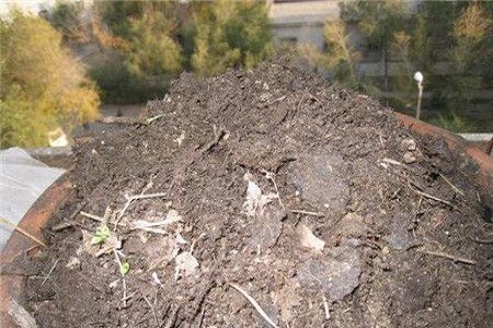 不夜城的养殖方法和注意些什么大全