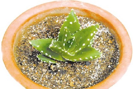 不夜城的养殖方法和注意些什么大全