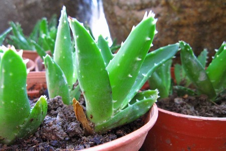 不夜城的养殖方法和注意些什么大全