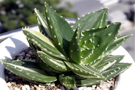 不夜城的养殖方法和注意些什么大全