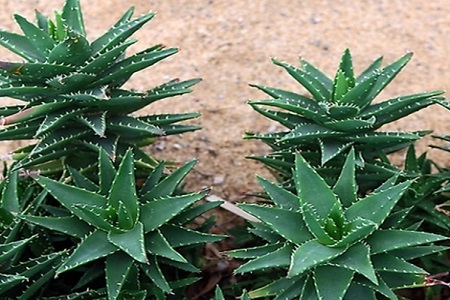 不夜城的养殖方法和注意些什么大全