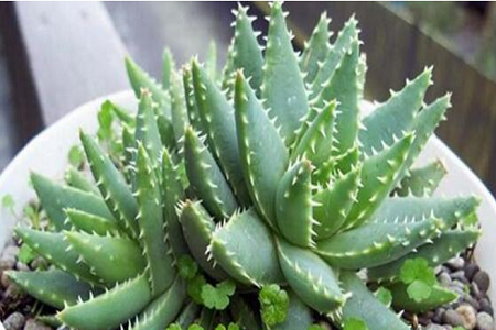 不夜城的养殖方法和注意些什么大全