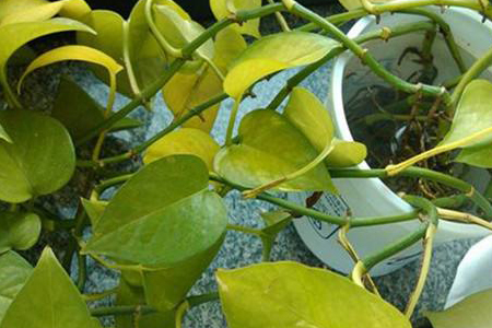 春天绿萝叶子发黄的原因