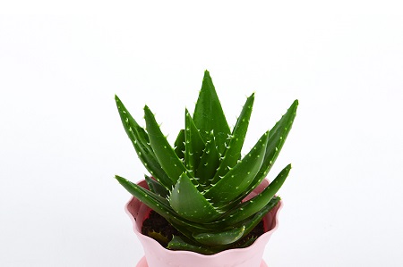 不夜城的养殖方法和注意些什么大全