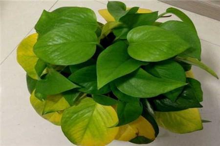 春天绿萝叶子发黄的原因