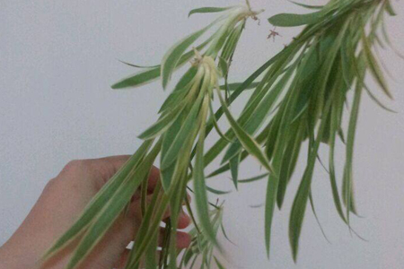 春天怎么样修剪吊兰