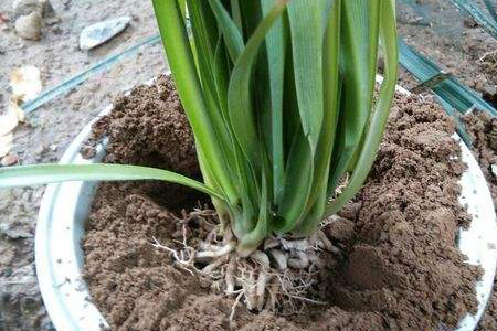 春天怎么样修剪吊兰