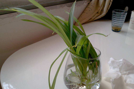 春天怎么样修剪吊兰