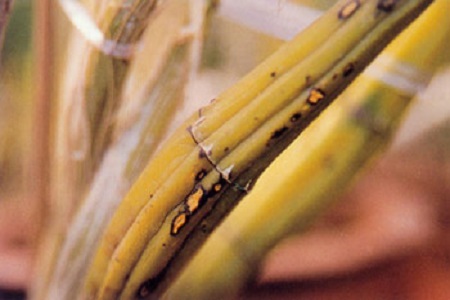 石斛兰的养殖方法和注意些什么大全