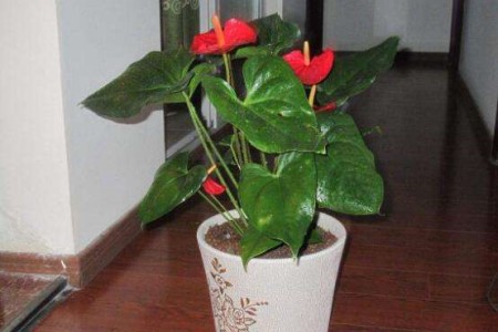 红掌春天换盆注意些什么