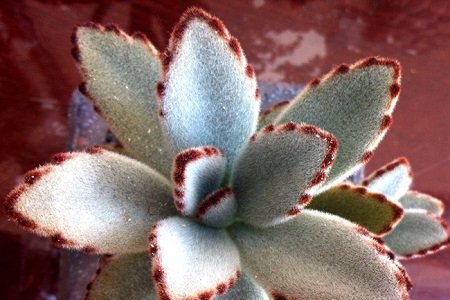 月兔耳的养殖方法和注意些什么大全