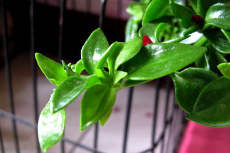 春天怎么样修剪牡丹吊兰