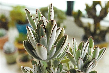 月兔耳的养殖方法和注意些什么大全