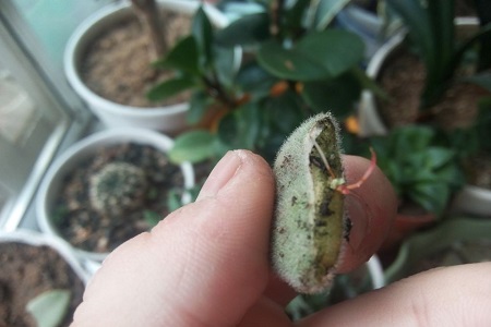 月兔耳的养殖方法和注意些什么大全